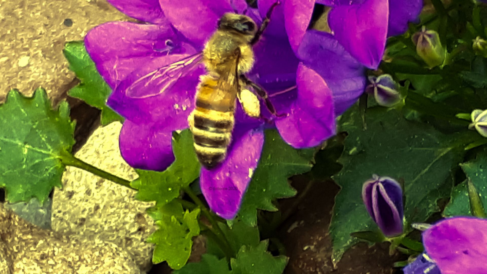 Biene am Sammeln