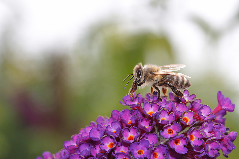 Biene am Schmetterlingsflieder