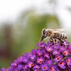 Biene am Schmetterlingsflieder