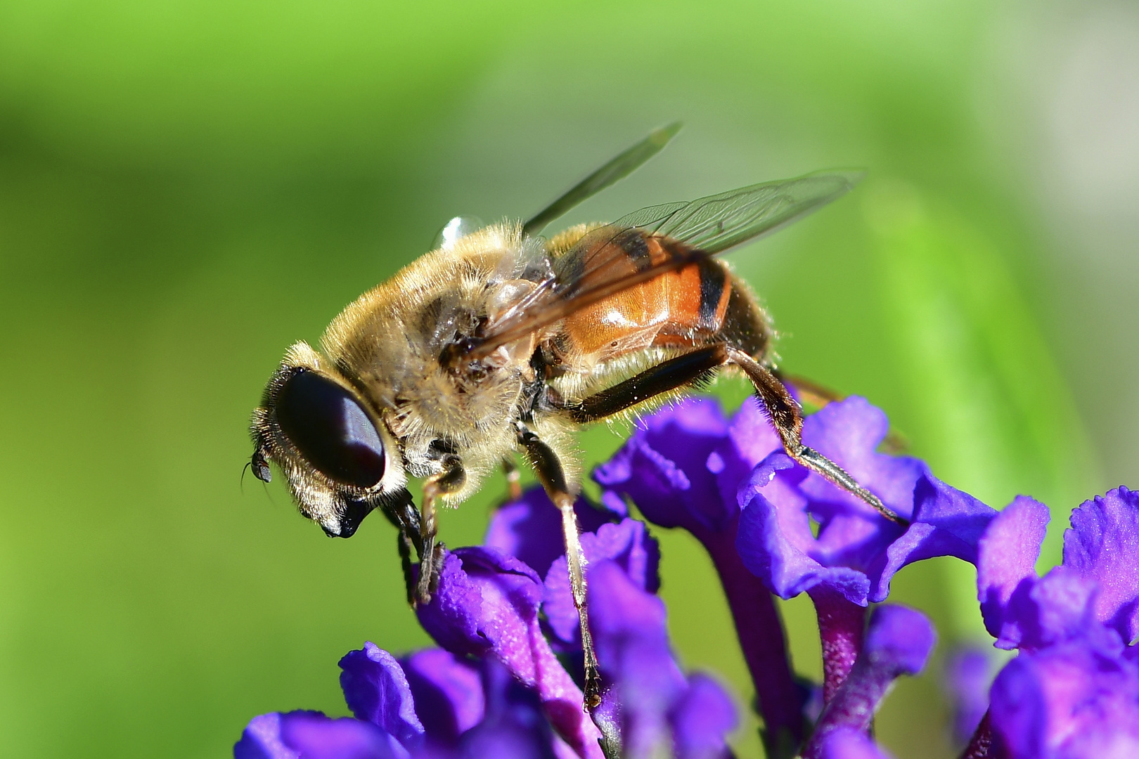 Biene am Schmetterlingsflieder genießt die letzten warmen Tage