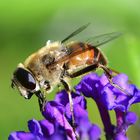 Biene am Schmetterlingsflieder genießt die letzten warmen Tage