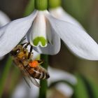 Biene am Schneeglöckchen