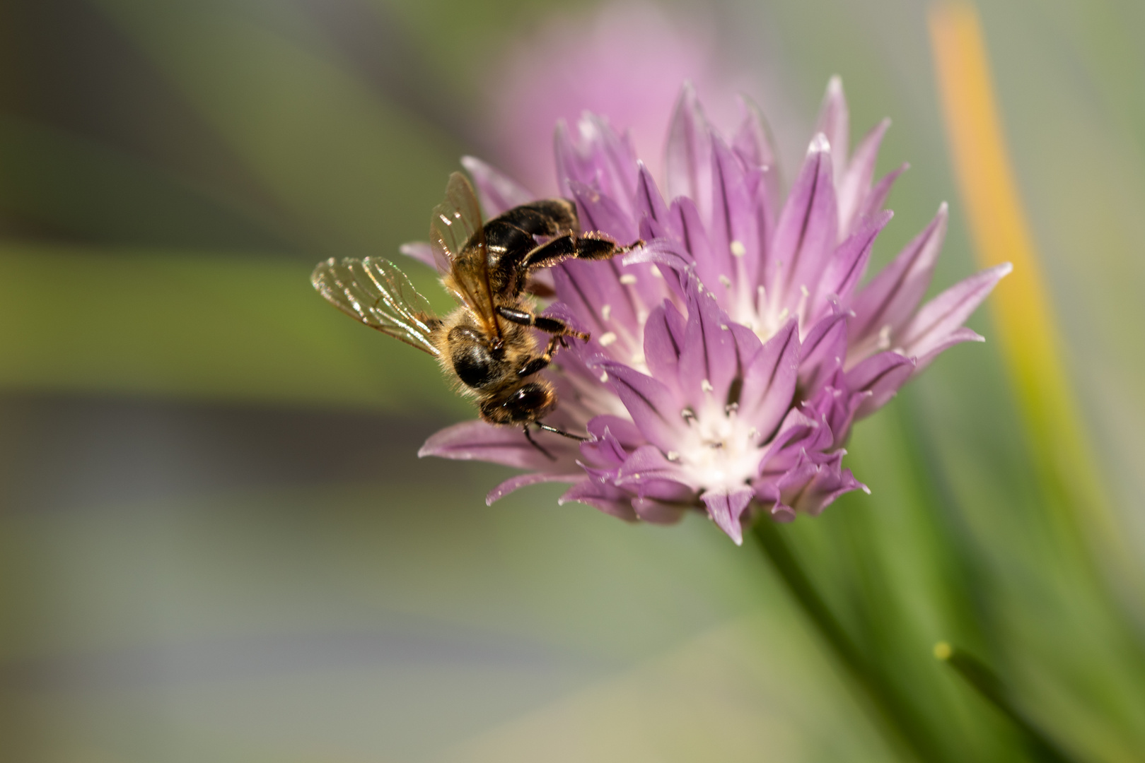 Biene am Schnittlauch