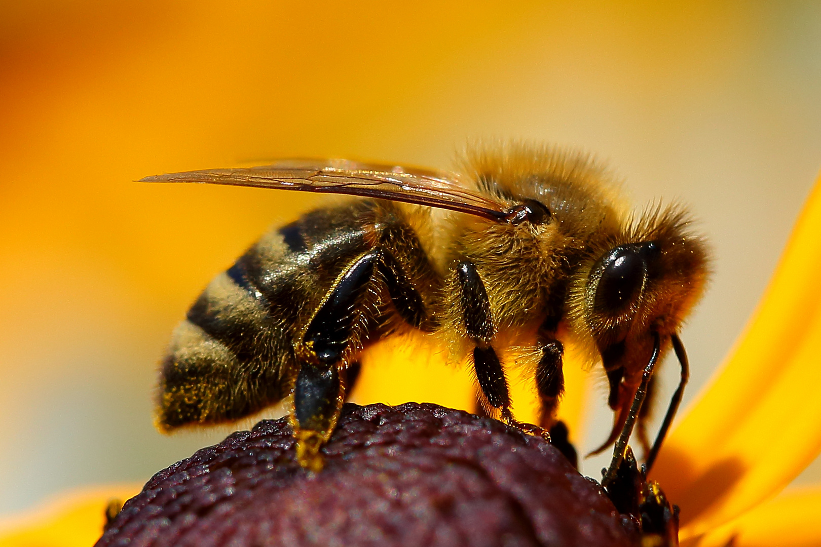 Biene am Sonnenhut (I) Foto & Bild | tiere, wildlife, insekten Bilder