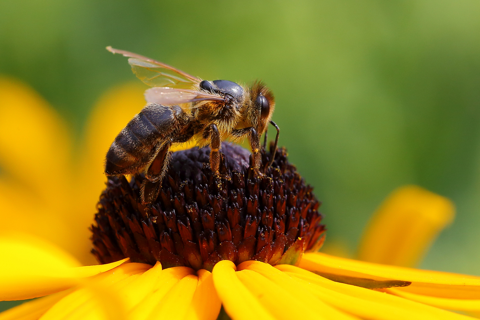 Biene am Sonnenhut (Rudbeckia) (I)