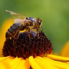 Biene am Sonnenhut (Rudbeckia) (I)