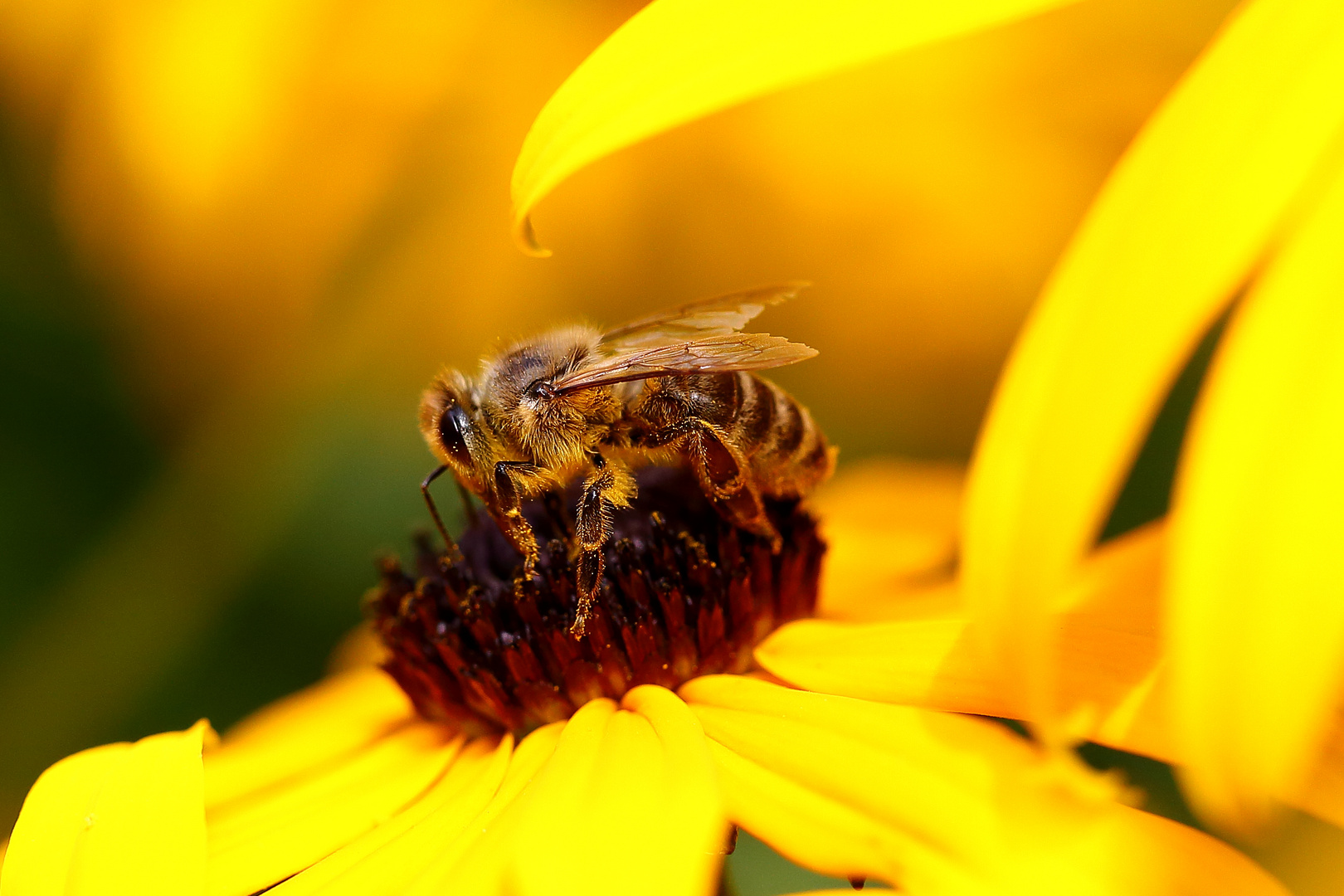 Biene am Sonnenhut (Rudbeckia) (II)