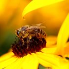 Biene am Sonnenhut (Rudbeckia) (II)