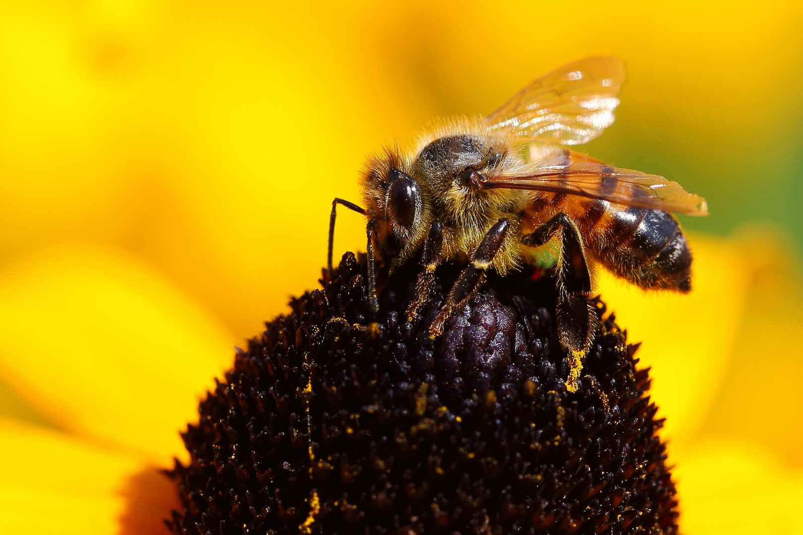 Biene am Sonnenhut (Rudbeckia) (III)