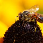 Biene am Sonnenhut (Rudbeckia) (III)