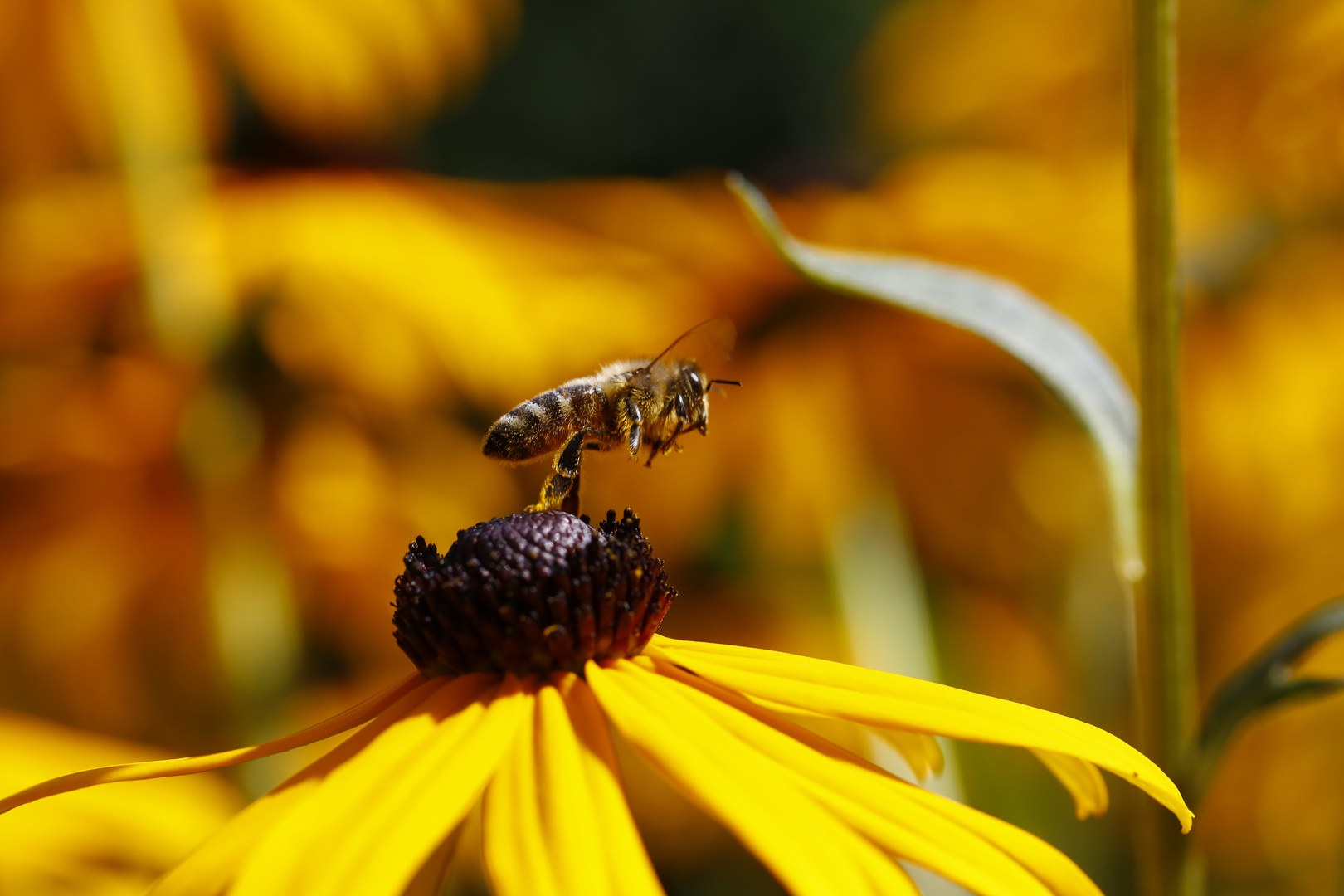 Biene am Sonnenhut (Rudbeckia) (III) - Start