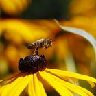 Biene am Sonnenhut (Rudbeckia) (III) - Start