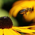 Biene am Sonnenhut (Rudbeckia) (IV) - Im Flug