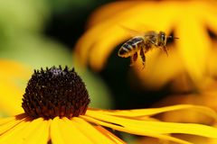 Biene am Sonnenhut (Rudbeckia) (IV) - Im Flug