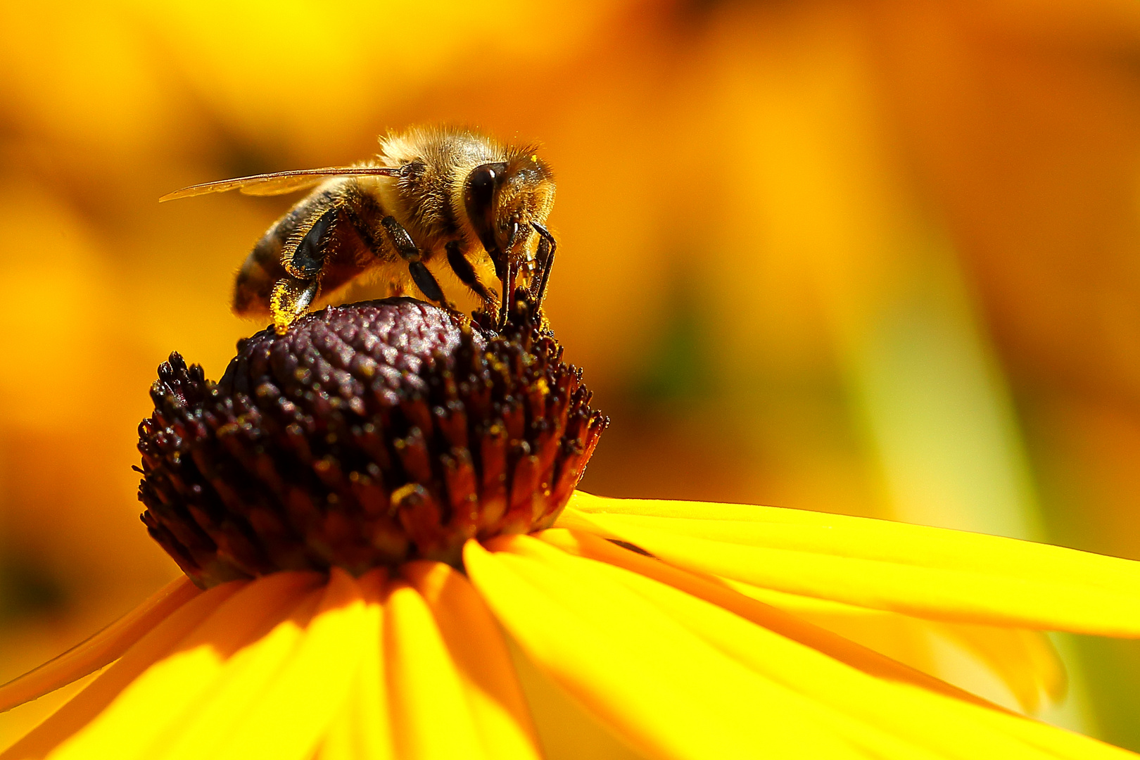 Biene am Sonnenhut (Rudbeckia) (V)