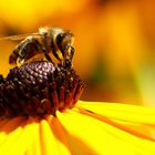 Biene am Sonnenhut (Rudbeckia) (V)