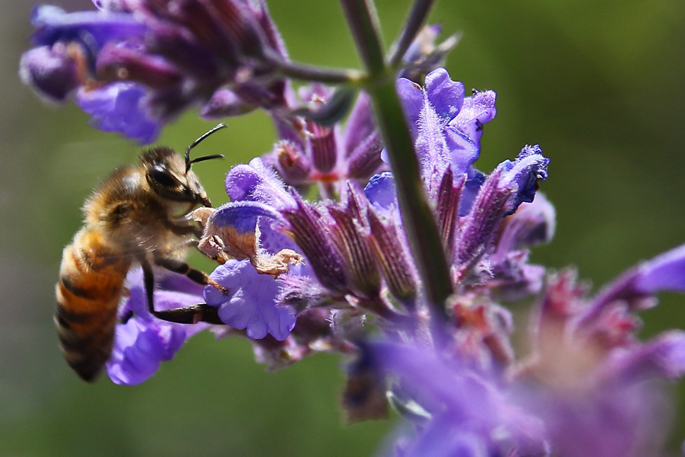 Biene am sonnigen Lavendel