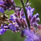 Biene am sonnigen Lavendel