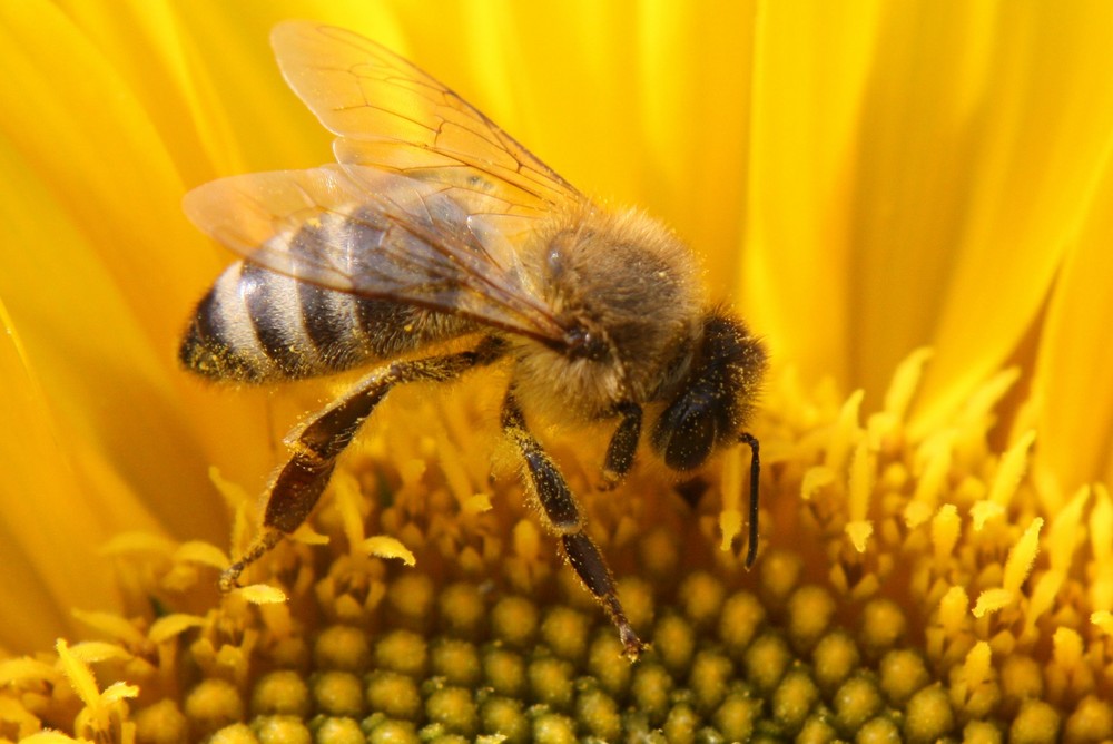 Biene am Sonntag auf Sonnenblume