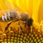 Biene am Sonntag auf Sonnenblume