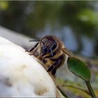 Biene am Teich