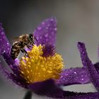 Biene am Wassertrinken auf besprühter Kuhschelle 