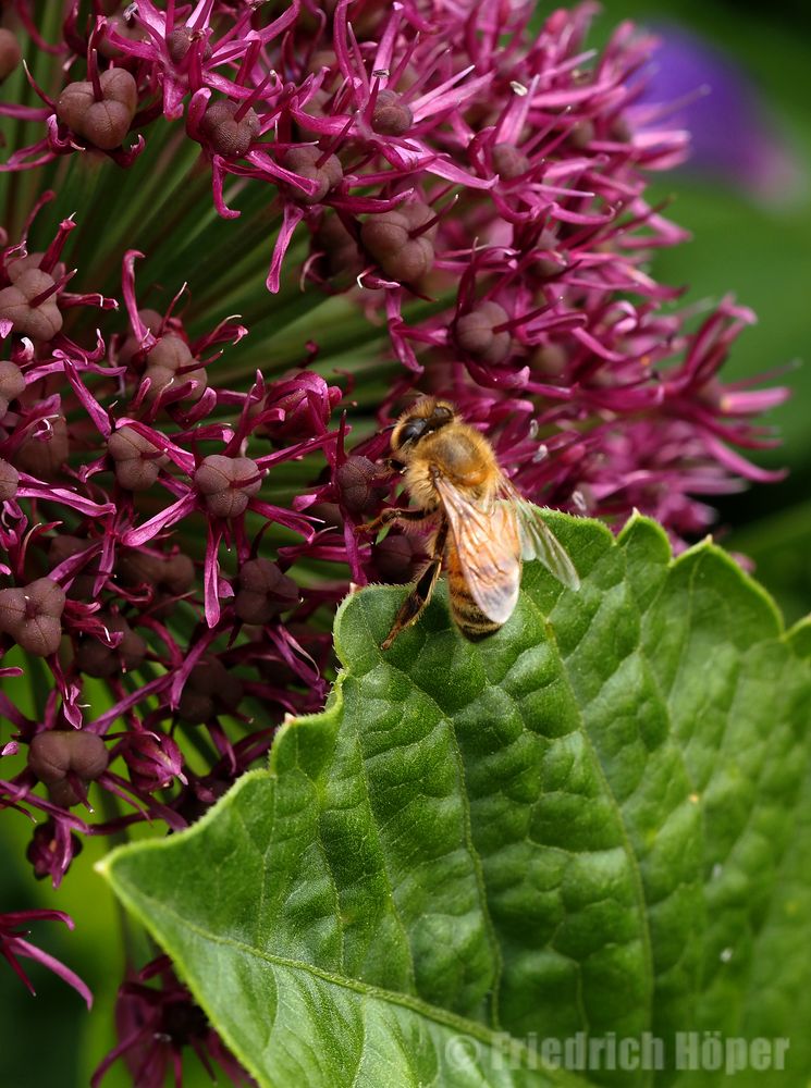 Biene am Zierlauch Foto & Bild tiere, wildlife, insekten Bilder auf