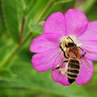 Biene am Zottigen Weidenröschen