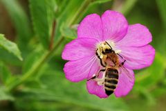 Biene am Zottigen Weidenröschen