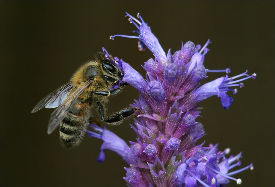 Biene an Anisagastache