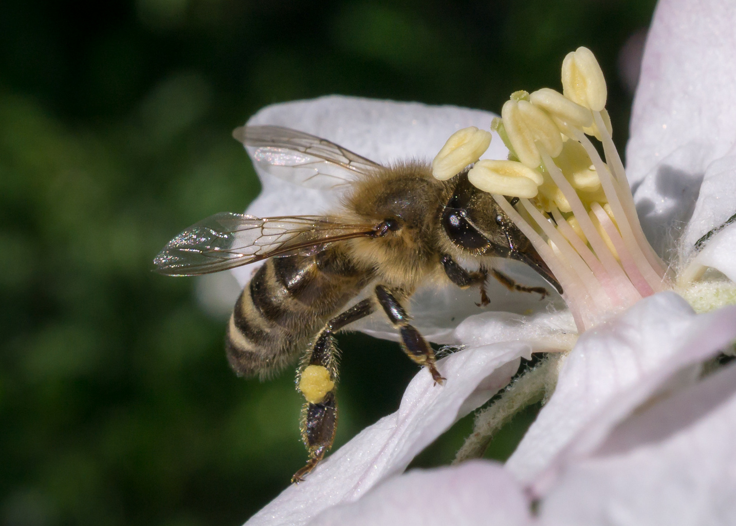 Biene an Apfelblüte