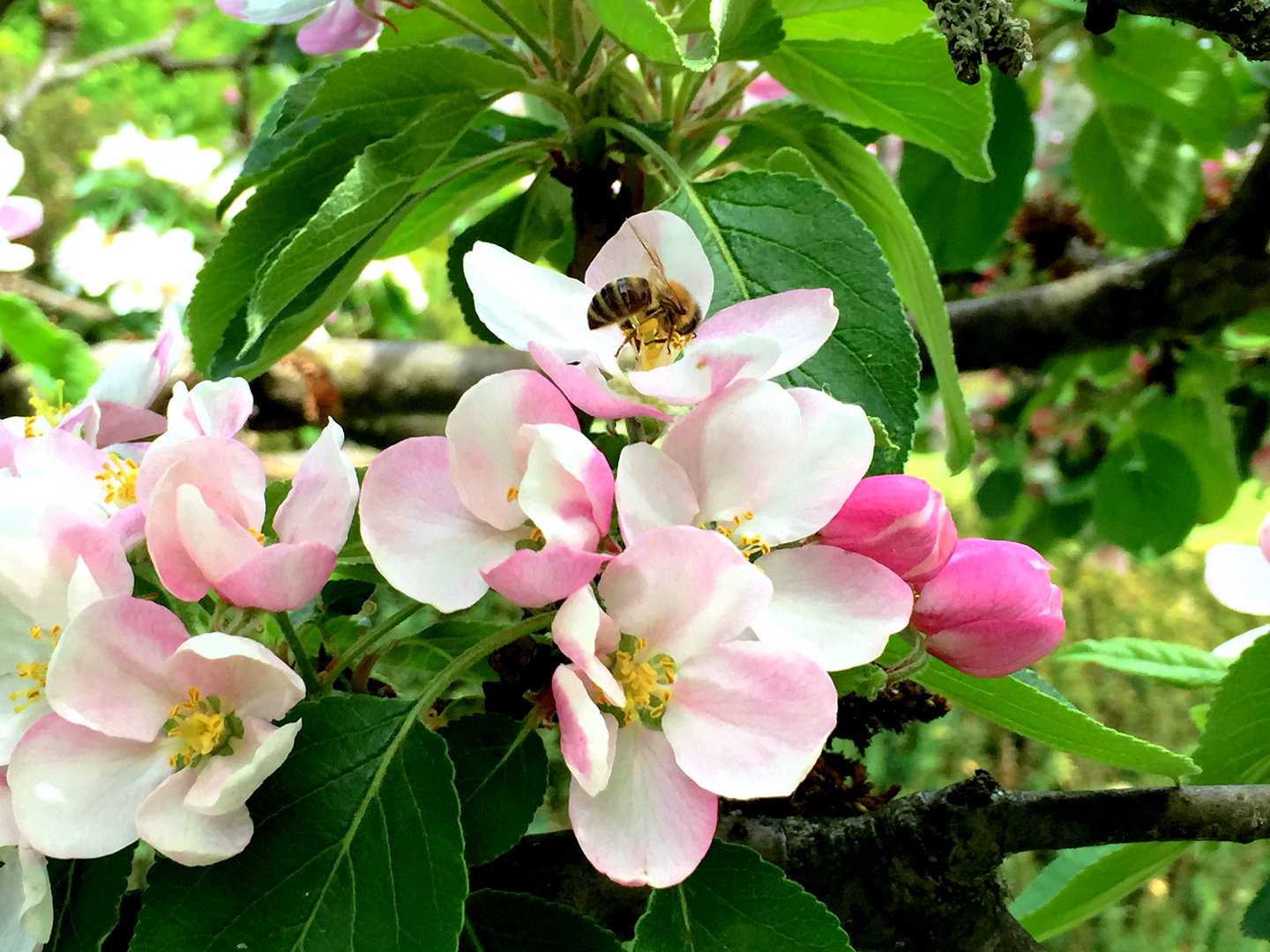 Biene an Apfelblüte