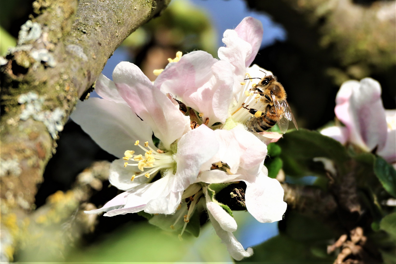 Biene an Apfelblüte,