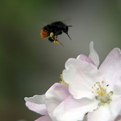 Biene an Apfelblüte