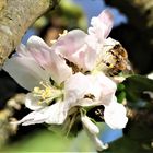 Biene an Apfelblüte im Quadrat