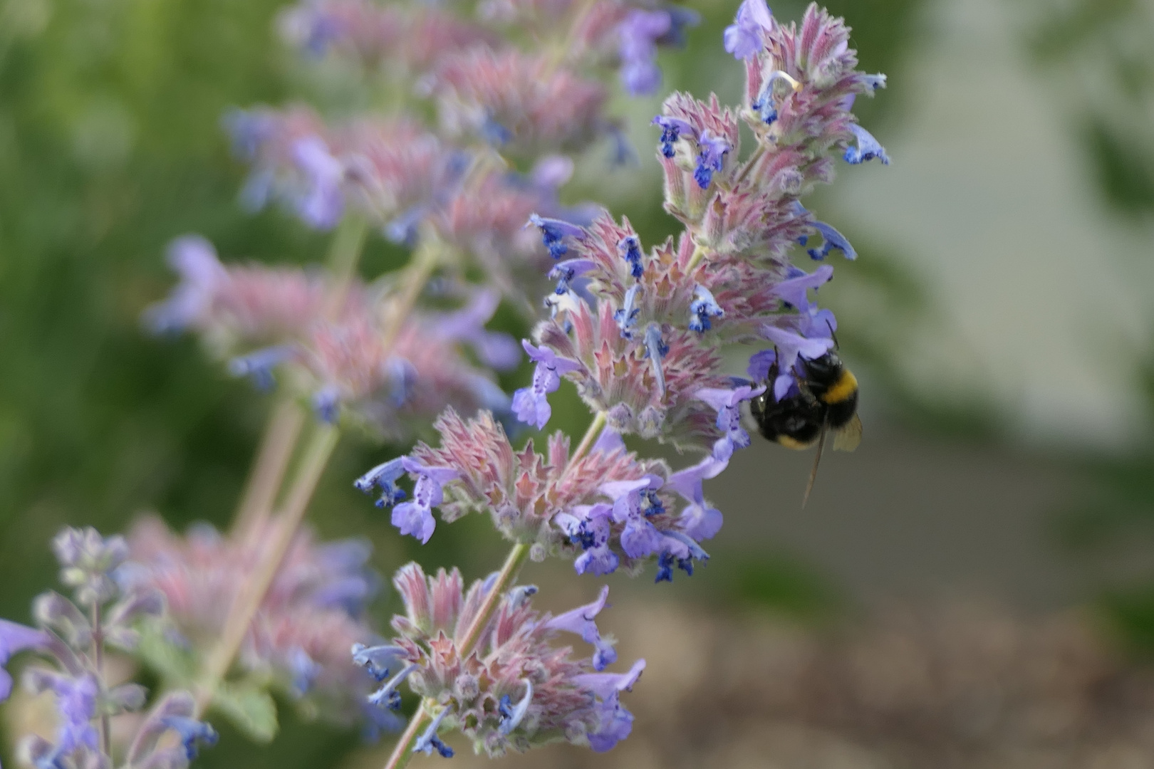 Biene an blauen Blüten