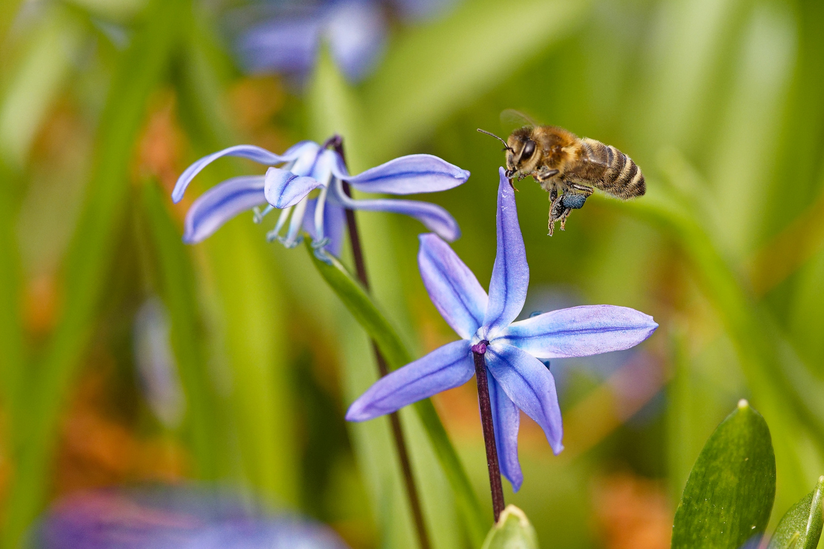 Biene an Blausternchen