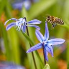 Biene an Blausternchen