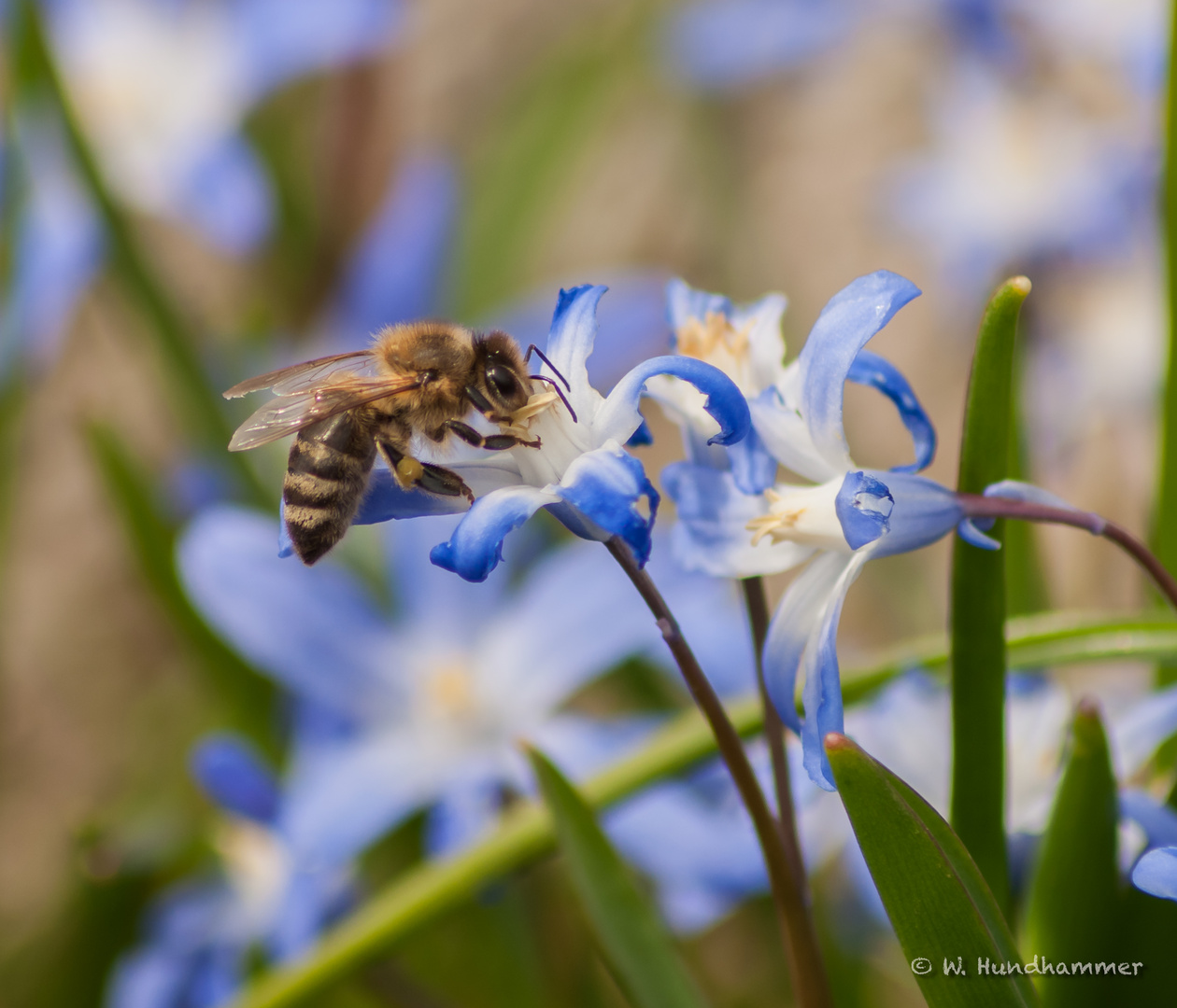 Biene an Blausternchen 2