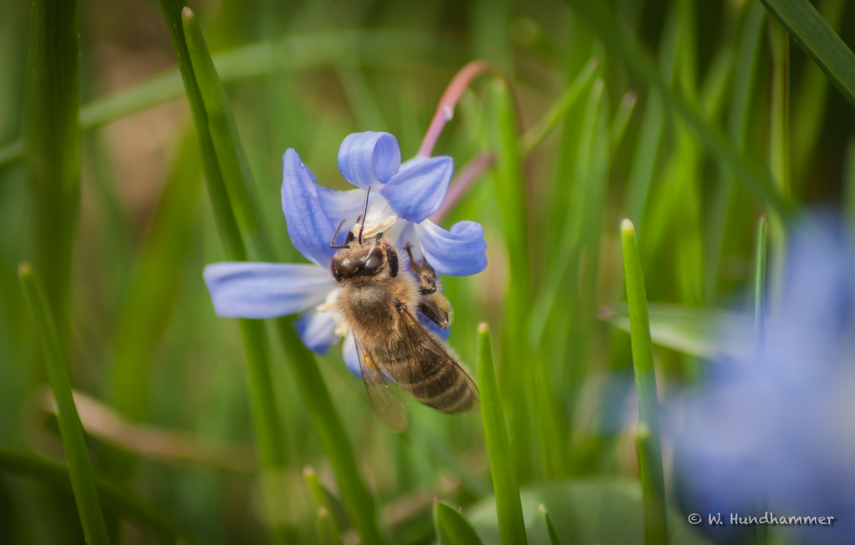 Biene an Blausternchen...