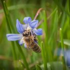 Biene an Blausternchen...