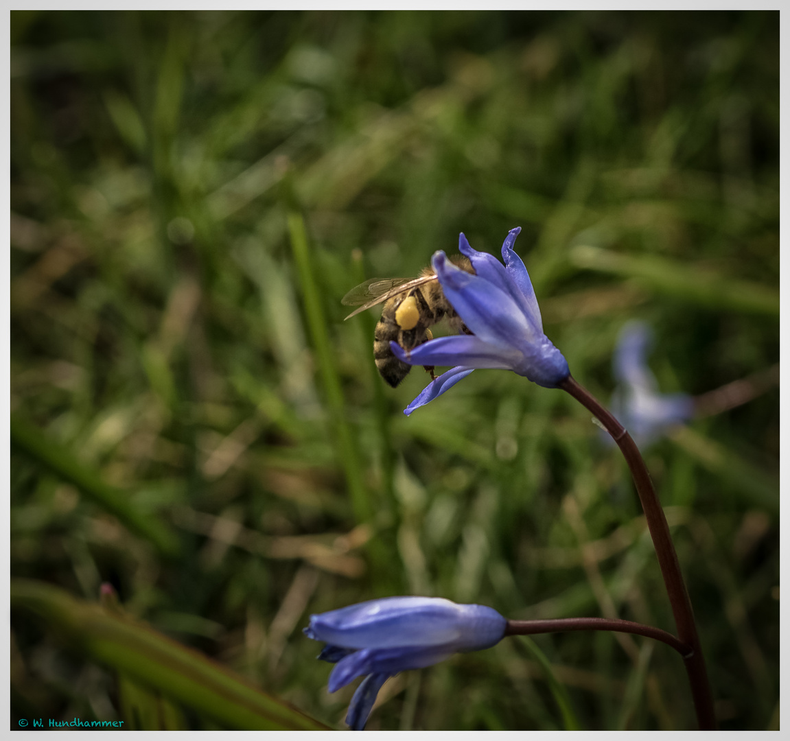 Biene an Blausternchen...