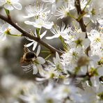 Biene an blühendem Schlehdorn (I)