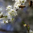 Biene an blühendem Schlehdorn (II)