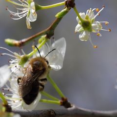 Biene an blühendem Schlehdorn (III)