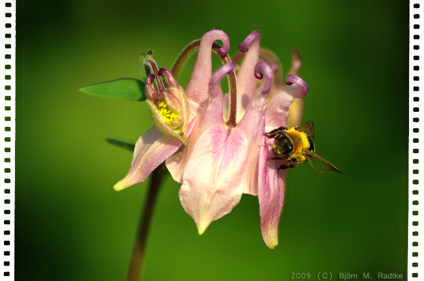 Biene an Blümchen