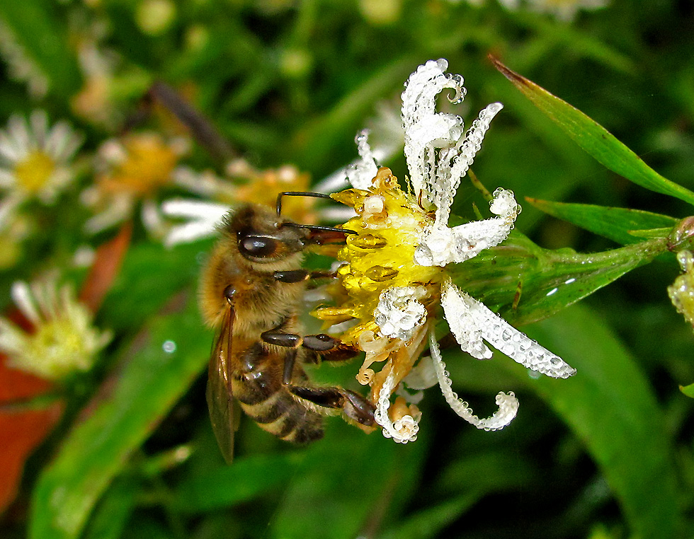 Biene an Blüte