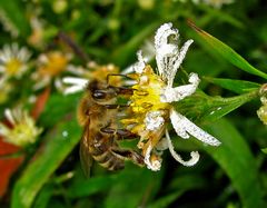 Biene an Blüte