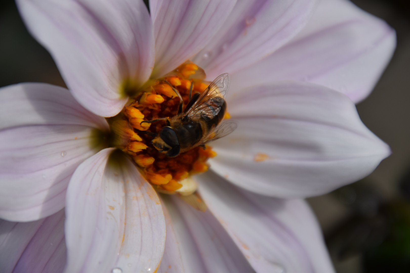 Biene an Blüte 2