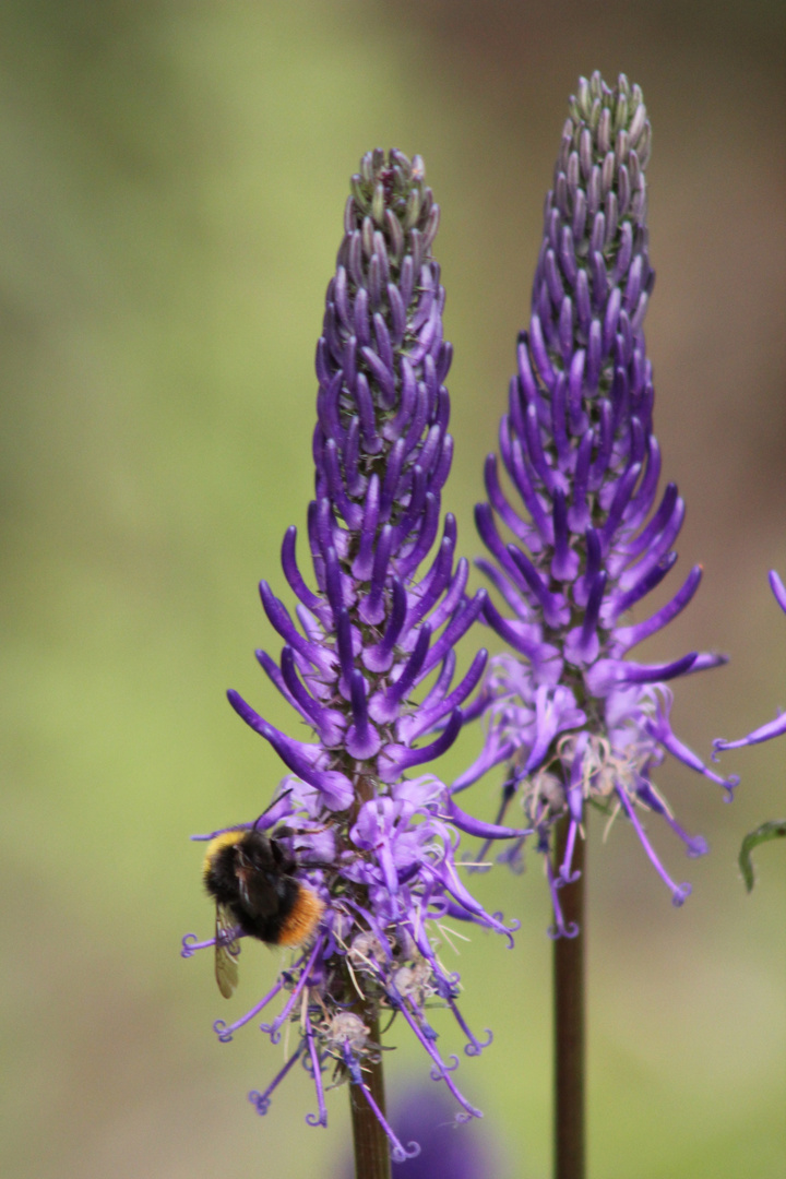 Biene an Blüte